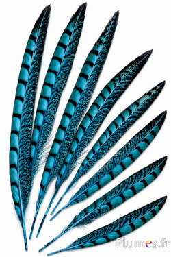 Fazant van Colchis - 20-30 cm - turquoise